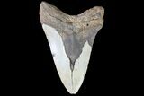 Bargain, Megalodon Tooth - North Carolina #83942-2